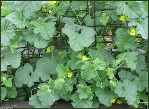 Vista 2 de Melón semillas, "Petit Gris de Rennes" (Cucumis Melo), Heirloom. orgánico certificado (300 Semillas)