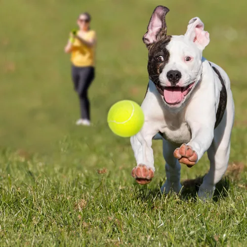 Vista 7 de BESTHLS Pelota de tenis para perros pequeños de 2 pulgadas para mascotas, cachorros, perros pequeños y pequeños, para hacer ejercicio