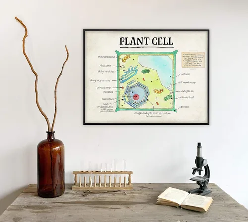 Vista 3 de Póster de estructura celular vegetal. Póster inspirador y motivacional. Papel de arte fino, laminado o enmarcado. Varios tamaños disponibles