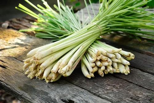 Vista 3 de Semillas Limoncillo Cymbopogon No GMO Heirloom