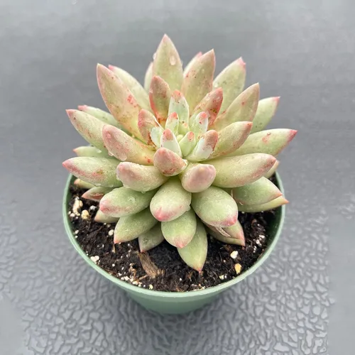 Vista 6 de Plantas suculentas vivas (Cotyledon Orbiculata cv. Long Leaf Variegated), suculentas en maceta de fácil cuidado, aproximadamente 4" de diámetro x 4