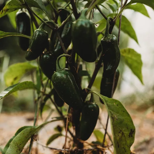 Vista 4 de Jalapeño Pimienta chile suave - 25 semillas - Variedad de reliquia y polinizada abierta, jalapeño domado, semillas de chile cultivadas en Estados