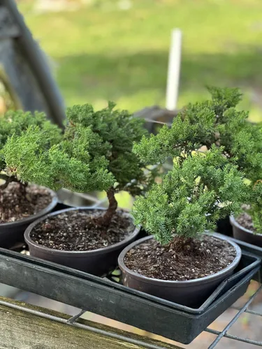 Vista 7 de Árbol bonsái de enebro enano vivo, en maceta de plástico, 3 años, 100% hecho a mano, bonsái para exteriores, regalo único para cumpleaños