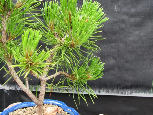 Vista 6 de Árbol bonsái de pino Mugo - Pequeño