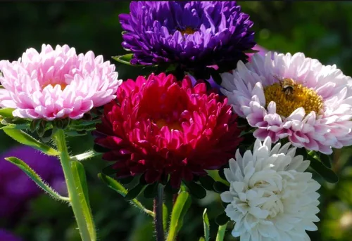Vista 8 de Más de 200 semillas de flores de Aster Arco iris Flor Jardín Hogar Fragante Marip