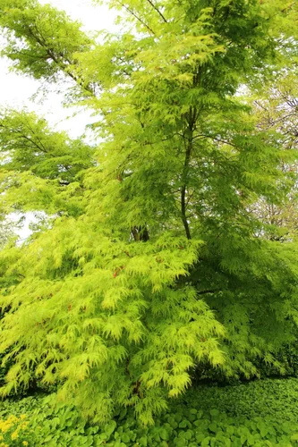 Vista 7 de 10 Upright Green LACELEAF Maple Japanese Seiryu Acer Palmatum Dissectum Viridis Tree Seeds