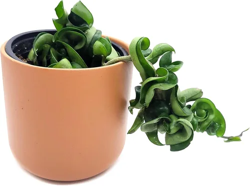 Vista 4 de Hoya Hindu Rope Planta de interior viva de 4 pulgadas en maceta o Hoya Carnosa Compacta Easycare Plant Purificador de aire natural Cultivado