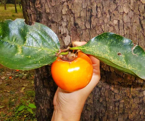Vista 4 de TomorrowSeeds - Semillas de árbol de caqui japonés - Más de 10 unidades - para plantar Diospyros Kaki Fuyu Hachiya Asiático Chino Oriental Sharon