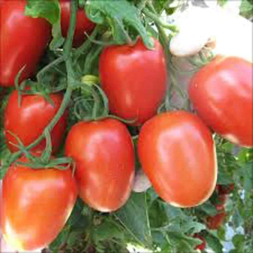 Vista 3 de TOMATE, SEMILLA DE TOMATE ROMA, SIN OGM, 100 SEMILLAS POR PAQUETE Jacobs Ladder Ent.