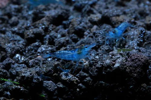 Vista 20 de Camarones vivos de acuario de agua dulce - Neocaridina (Bloody Mary, 5 unidades)