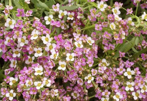 Vista 4 de 1000 semillas dulces de Alyssum Lobularia Maritima rosa enana (cubierta del suelo)