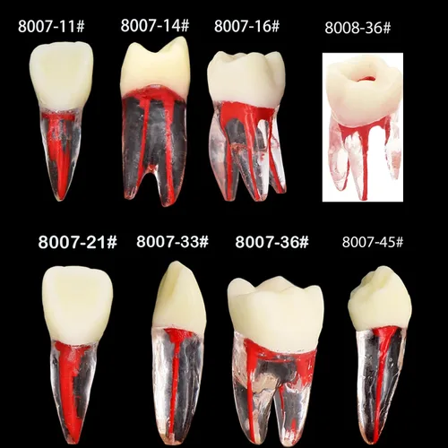 Vista 2 de 8pcs dientes modelo endodoncia endodoncia archivo RCT práctica pulpa para enseñanza estudio