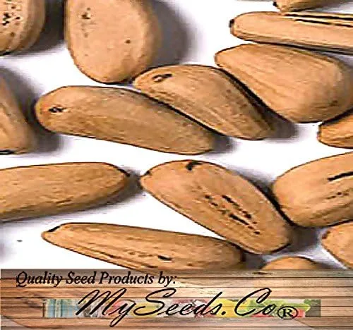 Vista 5 de Semillas para árbol de pino sin transgénicos de MySeeds.Co