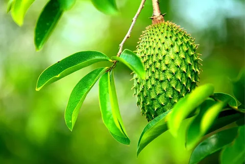Vista 16 de Semillas de frutas para plantar - Semillas de frutas de jardín (caqui americano - 10 semillas)