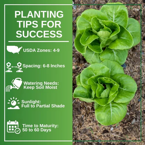 Vista 7 de TKE Farms & Gardens - Semillas de lechuga Buttercrunch para plantar, más de 2500 semillas, reliquia, sin OMG, 0.11 oz, jardines interiores