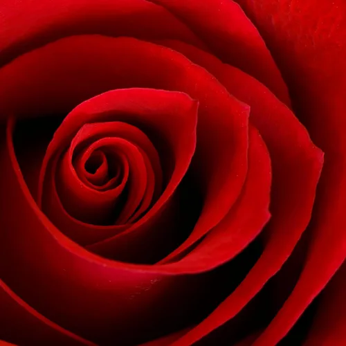 Vista 8 de Estacas fertilizantes Jobe's Organics para rosas, fertilizante orgánico para plantas para rosas, hortensias, hibiscos, azaleas y otros arbustos