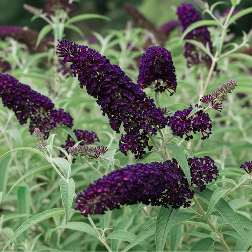 Vista 3 de Planta viva de arbusto de mariposa negro-morado, 5-10 pulgadas de alto