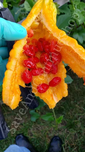 Vista 4 de Ampalaya 20 Seeds Oficina Filipina de Industria Vegetal Amargo Melón Amargoso Semilla