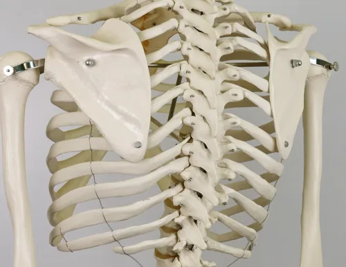 Vista 5 de 3B Scientific Modelo de esqueleto humano de plástico "Stan", 5 pies, soporte con ruedas., 1
