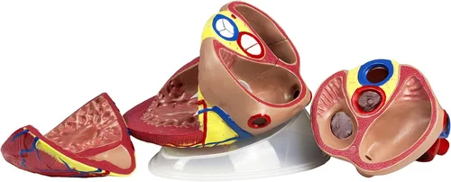Vista 2 de Parco Scientific PB00146 Modelo de corazón jumbo - 3 piezas, tamaño natural 5X