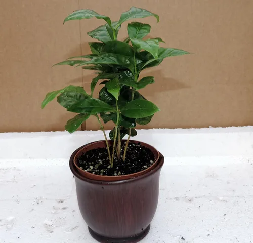 Vista 3 de Planta de café arabica 8 pulgadas de alto - 4 "olla de cerámica única from-jmbamboo