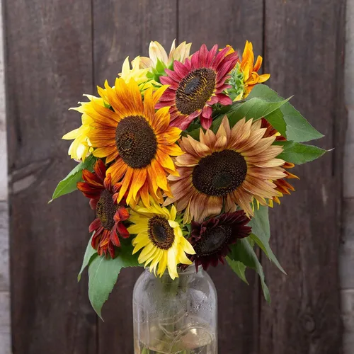 Vista 57 de Eden Brothers Semillas de girasol - Autumn Beauty