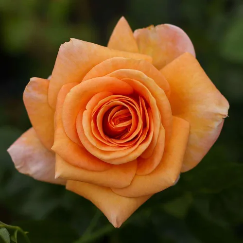 Vista 2 de Rosas de té híbridas Heirloom, Planta de raíz propia viva para jardín al aire libre, Beautiful Day®, muy fragantes, zonas de rusticidad: 6-9