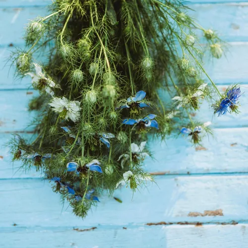 Vista 3 de Love-in-a-Mist - 250 semillas - Variedad de reliquia y polinizada abierta, semillas de flores aptas para polinizadores sin OMG para plantar al aire