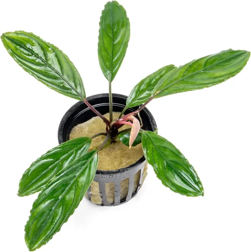Vista 13 de SubstrateSource Bucephalandra Brownie Phantom - Planta de acuario viva – Decoración natural de pecera de agua dulce, decoración acuática