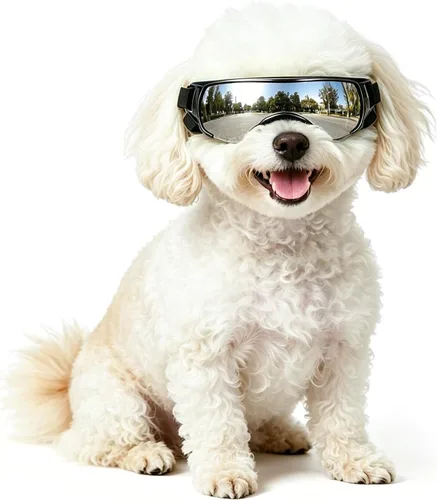 Vista 14 de Gafas de sol para perros de raza media, lentes reemplazables transparentes/negras, protección UV para perros medianos, protección ocular de perro