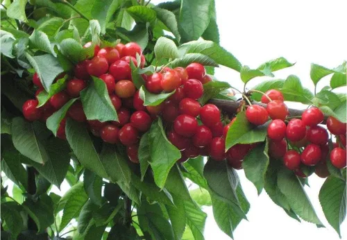 Vista 2 de Kristin Cherry Tree Seeds - 20 semillas de cerezo - Qualityseeds4less Exclusivo