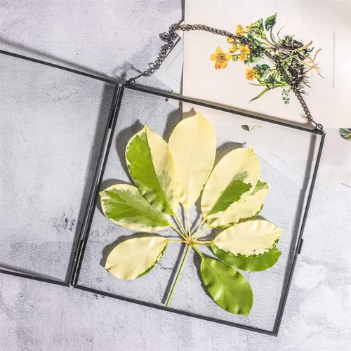 Vista 4 de NCYP Marco flotante de vidrio colgante para flores secas prensadas, fotos, imágenes, especímenes de plantas pequeñas, 8 x 8 pulgadas, negro