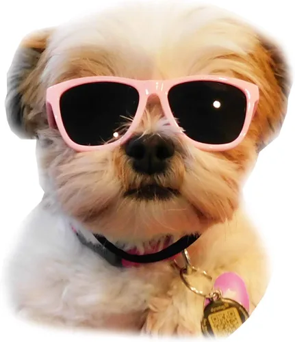 Vista 11 de G014 Dog Cat Pet - Gafas de sol de los años 80 para razas pequeñas de hasta 15 libras (paquete de 2 unidades, negro + espejo negro-azul)