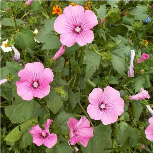 Vista 4 de Everwilde Farms - Semillas de flores silvestres de malva rosa de 1 onza - Gold Vault