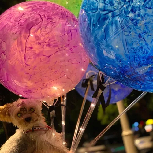 Vista 5 de Juego de 36 palos grandes de 16.92 pulgadas para globos transparentes con copas, soportes largos reutilizables para globos de 10 a 30 pulgadas