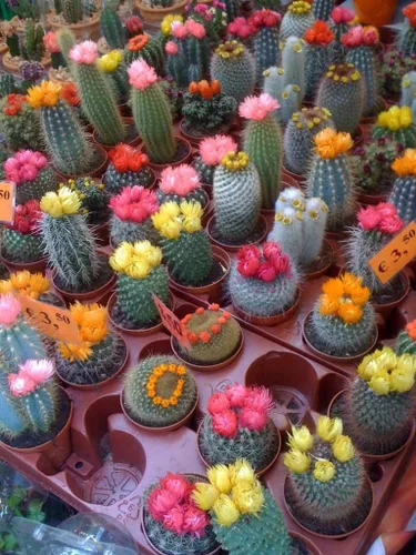 Vista 2 de Mezcla de semillas de cactus - Suculentas para plantar - Sin OMG