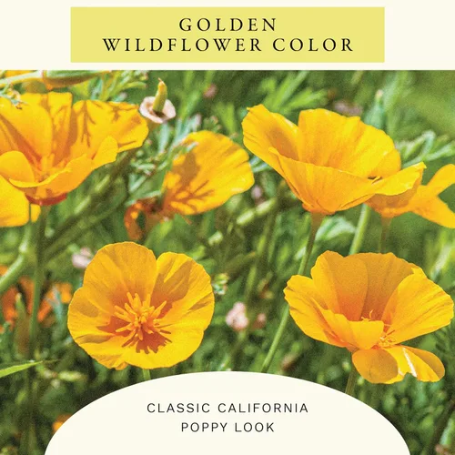 Vista 3 de Sereniseed Semillas de amapola Golden West (2 oz)