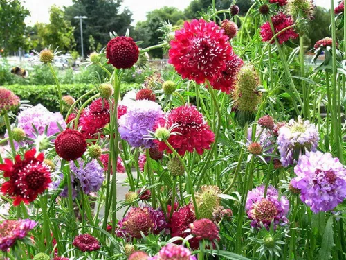 Vista 3 de Semillas Alfiletero Flor Mezcla Scabiosa Flores Anuales