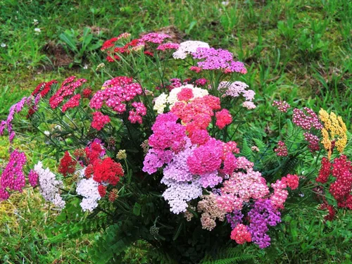 Vista 4 de Semillas Milfoil Mix (Achillea millefolium) Flores perennes