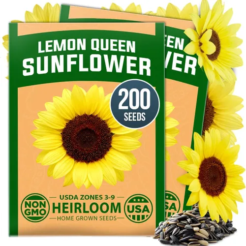 Vista 63 de HOME GROWN Semillas de Hollyhock de doble mezcla de Chater, 200 semillas