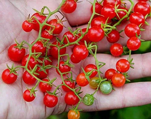 Vista 2 de Más de 30 semillas de tomate de grosella y guisantes dulces, sin OMG, extra dulce y de gran rendimiento, bajo en ácido, indeterminado, polinizado