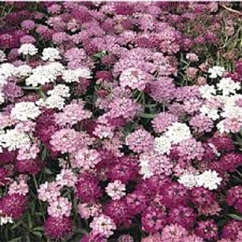 Vista 3 de Candytuft, semillas de mezcla de hadas enanas, 100 semillas, hermoso rosa, lavanda, flores blancas