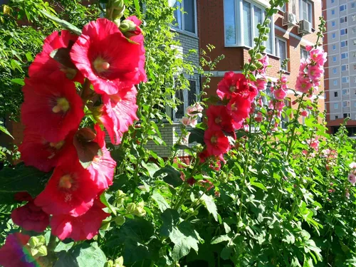 Vista 4 de Semillas Red Hollyhock Gigante Malva Flores de jardín perennes para plantar