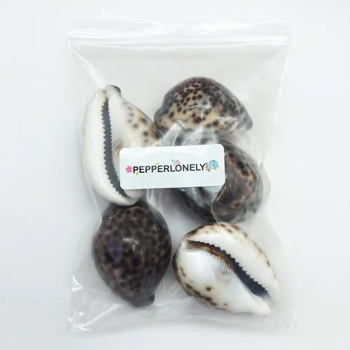 Vista 3 de PEPPERLONELY 5 conchas marinas de tigre cowrie pulidas, 2-1/2 pulgadas ~ 3-1/4 pulgadas