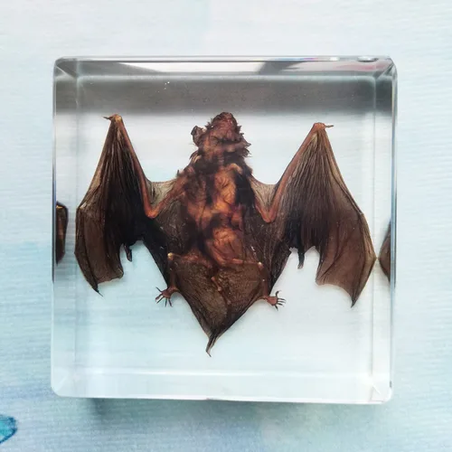 Vista 8 de Muestras de murciélago reales en manualidades de pisapapapeles de resina, colección de taxidermia de animales para educación científica y adorno