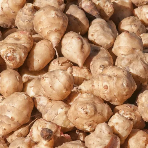 Vista 2 de Tubérculos de 1 libra de alcachofas de Jerusalén, bulbos de Sunchokes Bulbs, Alcachofas de Jerusalén vegetales Bulbos Tubérculos para plantar