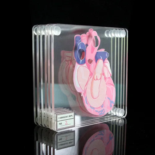 Vista 3 de Juego de 6 posavasos anatómicos con forma de corazón para médico