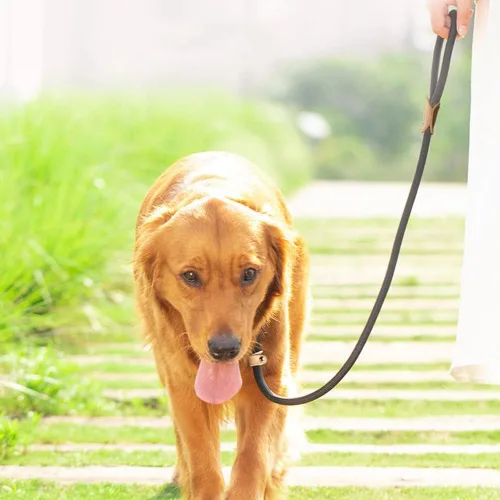 Vista 5 de Correa para perro con correa deslizante y gancho a presión, ajustable, resistente de 1/2 pulgadas x 6 pies, cuerda trenzada duradera sin tirones