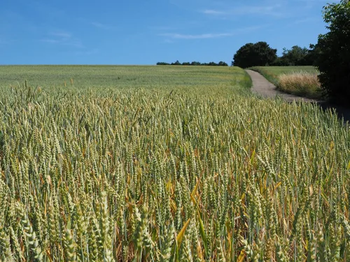 Vista 2 de 100 semillas de trigo - Trigo orgánico Maris Widgeon Heirloom - ¡Cultiva tu propia harina! Cultiva en contenedor de siembra directa - Paquete