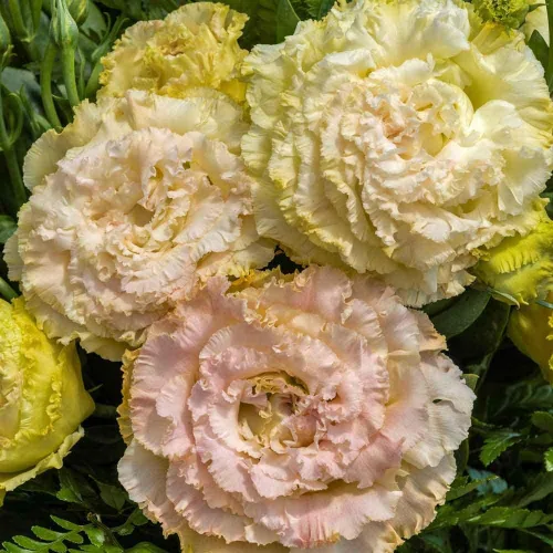 Vista 9 de Eden Brothers Lisianthus Seeds - Rosanne Green (F1)